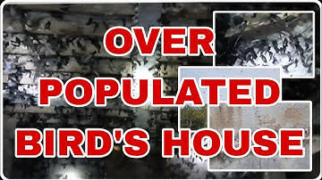 philippines swiftlet farming