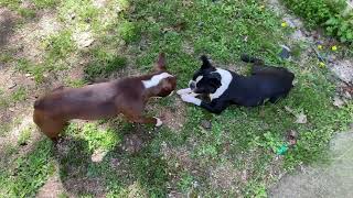 Two Boston Terriers Chasing For One Of Their Chew Toys  They Like To Fight For Only One.