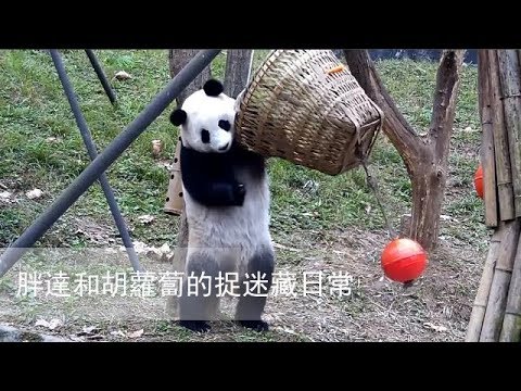 《熊貓早晚安》胖達和胡蘿蔔的捉迷藏日常 | iPanda