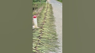 ngôi nhà độc lạ nằm giữa cánh đồng