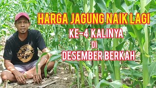 Harga Jagung Naik ke-4 Kalinya 16 Desember 2022