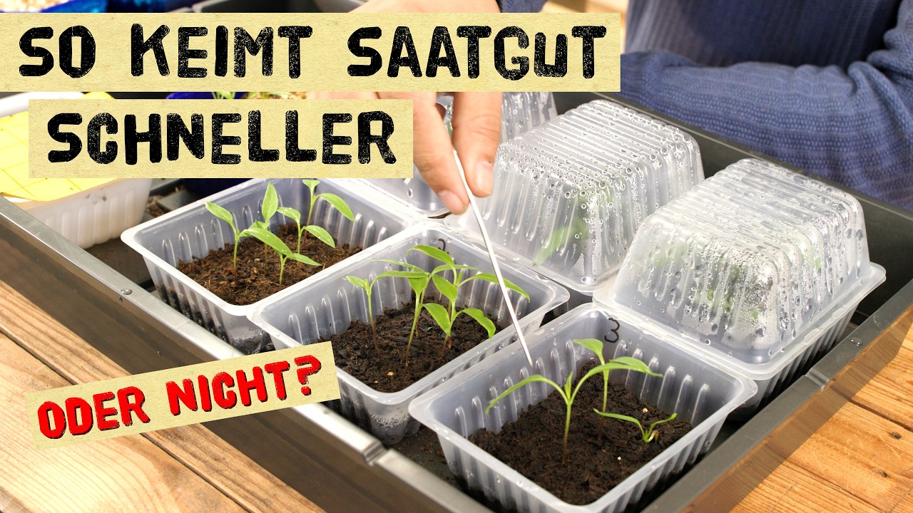 Keimt Saatgut mit diesen Tricks wirklich schneller? Ich teste Einweichen, Kamillentee & Anritzen