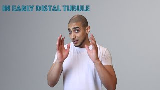 Distal Convoluted tubule  شرح بالعربي