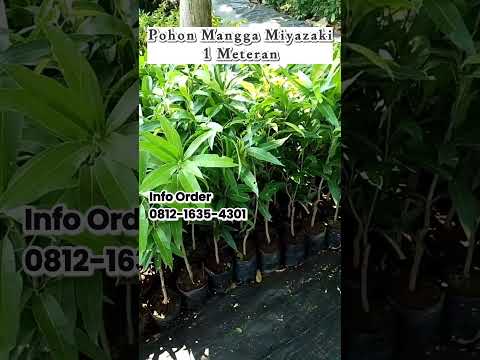 Tanam Pohon Mangga Miyazaki Asli , Panen Buah Berkualitas Tinggi!