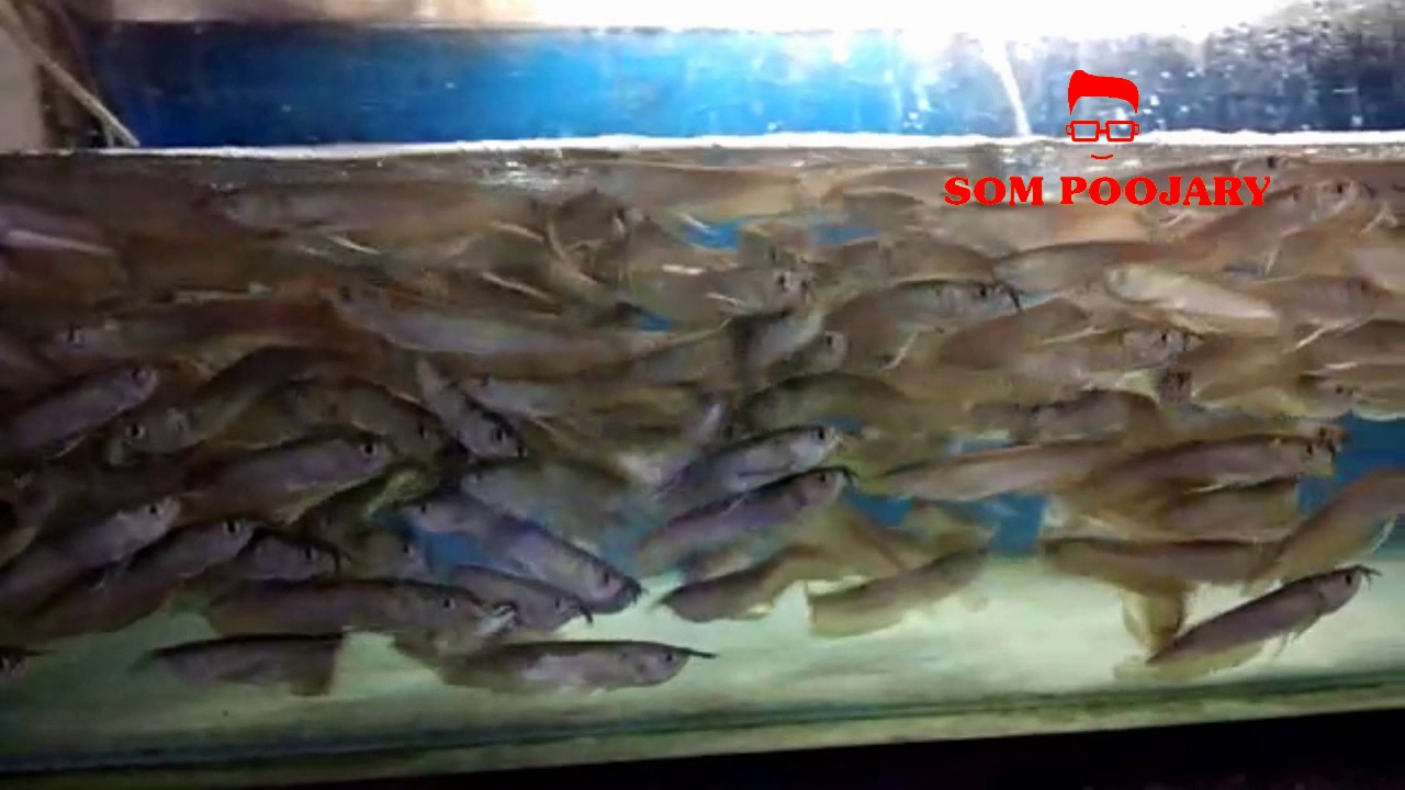 petco hours Arowana fish babies | Pet India