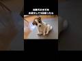 野犬子犬を新しい家族としてお迎えして3日経ったら⋯ #野犬 #子犬 #shorts