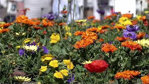 سورة الحجر بصوت الشيخ عبد العزيز الكرعاني