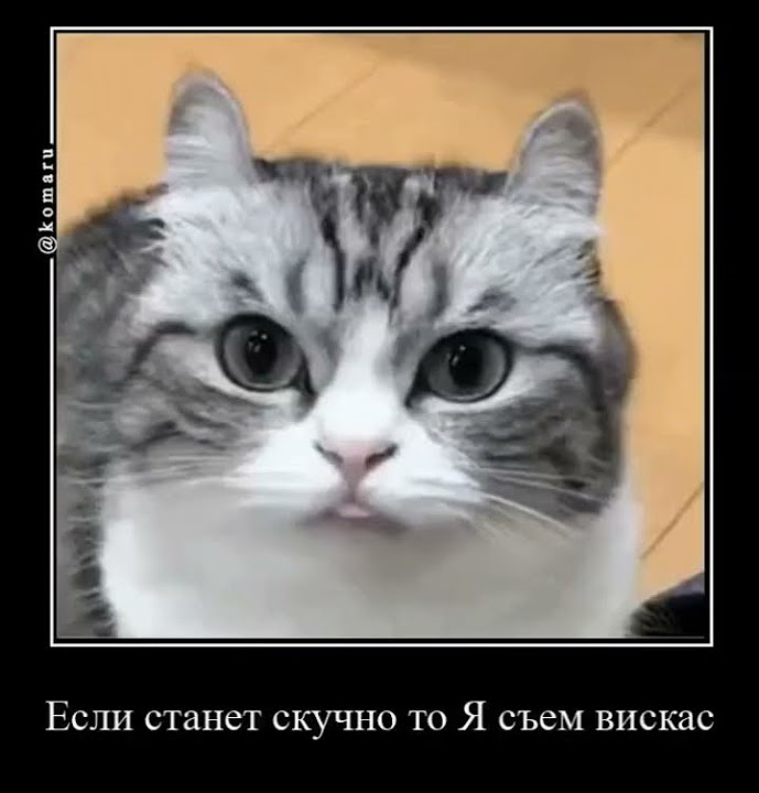 комару почувствовал мотивацию#комару#котики#кошка#врек#мем - YouTube
