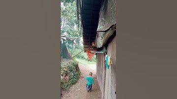 gà mồi tơ mã vàng cực sung..#gảungvietnam