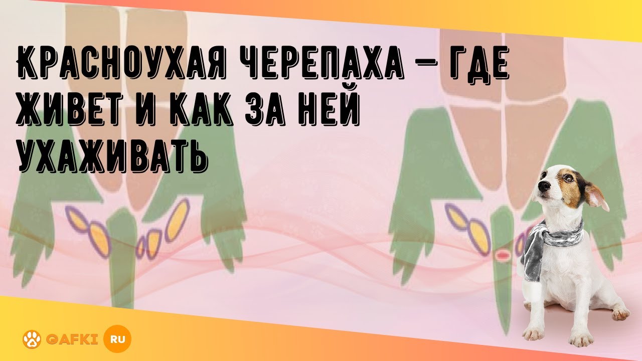 Красноухая черепаха — где живет и как за ней ухаживать - YouTube