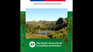 Ruta Patrimonial | Alto Biobío: Araucarias de la Cordillera de Pemehue