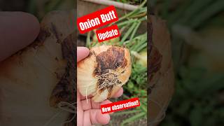 Onion butt Update!! #garden #diy #onion#butt #backyardgardening #free #food