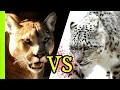 PUMA VS LEOPARDO DE LAS NIEVES - ANÁLISIS DE BATALLA