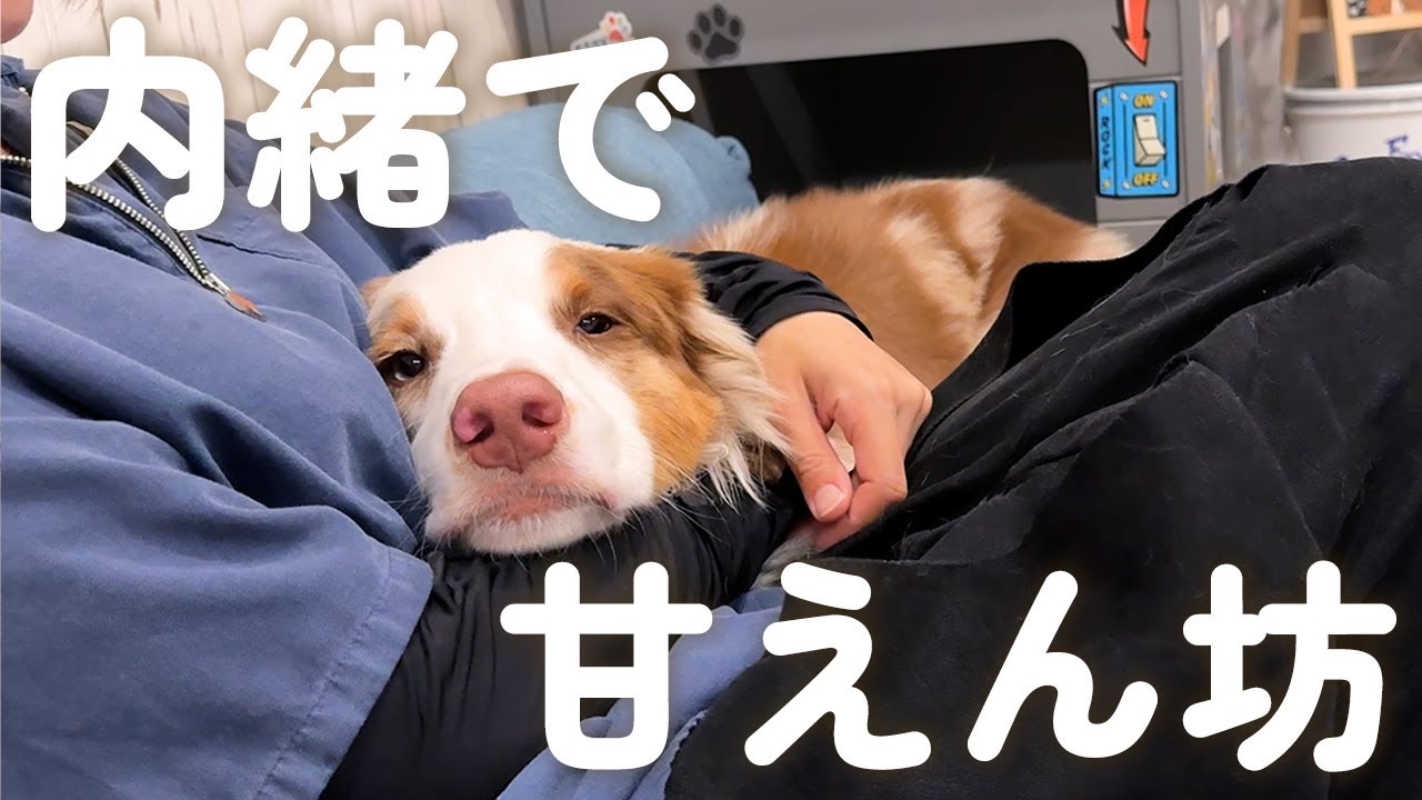 先住犬が留守の間にママにべったり甘えちゃう弟犬が可愛い❤【ボーダーコリー・オーストラリアンシェパード】