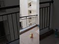 2 BHK flat available for Rent in Suguna Prestine Square Apartment RR Nagar Bangalore