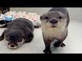 Baby Otter Was Trying to Tell Us Something…