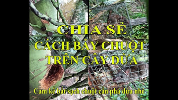 CÁCH BẪY CHUỘT TRÊN CÂY DỪA - CHUỘT CẮN PHÁ DỪA - BẮT SẠCH CHUỘT CẮN PHÁ DỪA