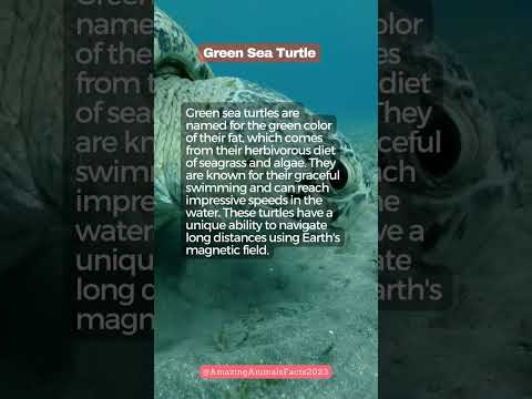 Green Sea Turtle
