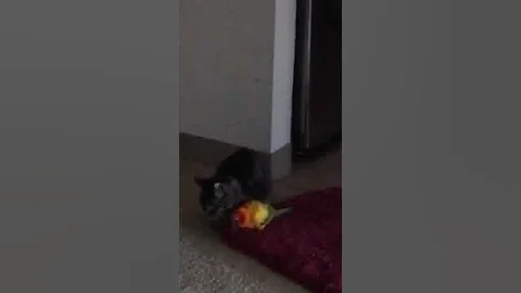 Missing sparky