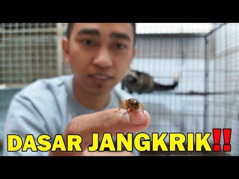 Video: Kesulitan Dan/atau Pernapasan Cepat Pada Musang