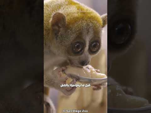 لوريس البطيء مهدد بالانقراض لانة لطيف