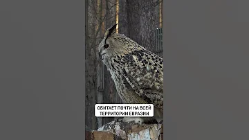Филин - ночной охотник и высший хищник