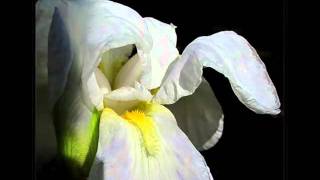 Olimpo Cárdenas - Amor te sigo queriendo - Colección Lujomar.wmv