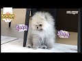 너무 귀여워버렸다.. ㅣ Have You Ever Seen The Dog Do Moonwalk Like Michael Jackson?