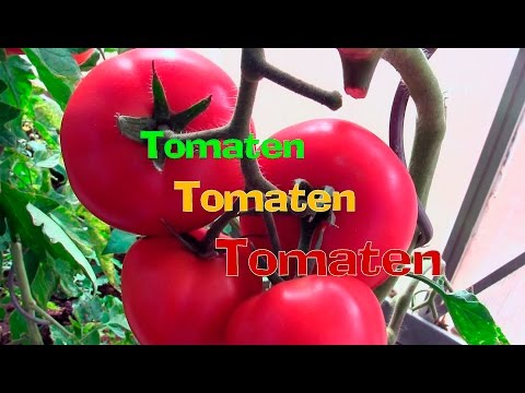 Video: Tomaten Vissaus