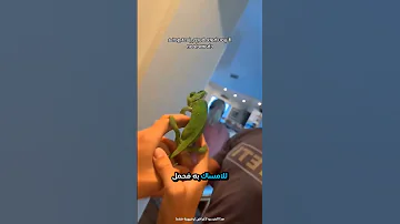 وجد هذا في سقف منزله ولم يتوقع أن تنجح خطته 