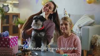 Miniature Schnauzer:  Discovering the Charm of this Small Wonder!