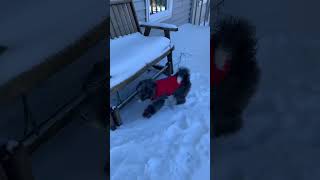 Bernedoodle Puppy thinks he’s a Husky in the snow!