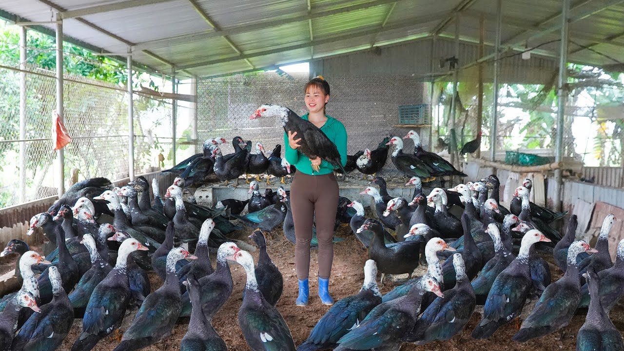 Buy Many Geese From Farmer, Use Horse-drawn Carts To Transport Many Geese Go To Market Sell