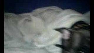 Tika The Staffy After Eating 12 Snowballs Burping Dog