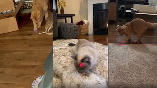 Cat And Laser Pointer  Cats VS Laser 3