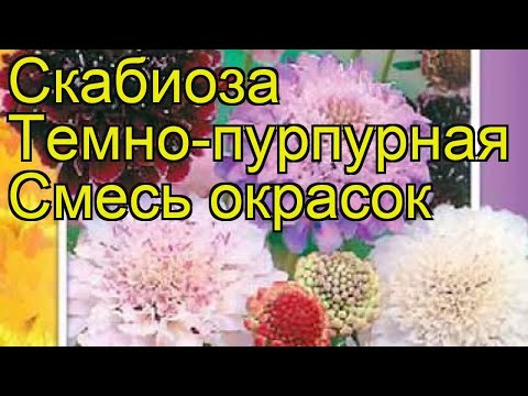 Video: Scabiosa Ru