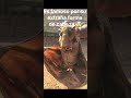 EL MURCIÉLAGO MAS EXTRAÑO DEL MUNDO #viral #naturaleza #datoscuriosos