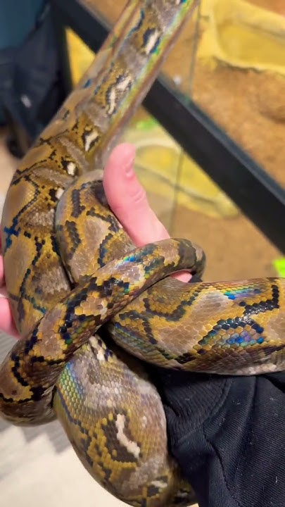 🐍 SNAKE DANCE #shorts #snake #dance #animals #pets #python #art # ...