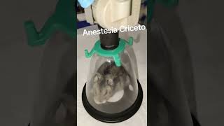 Anestesia gassosa criceto #pet #vet #nonsolocat&dog