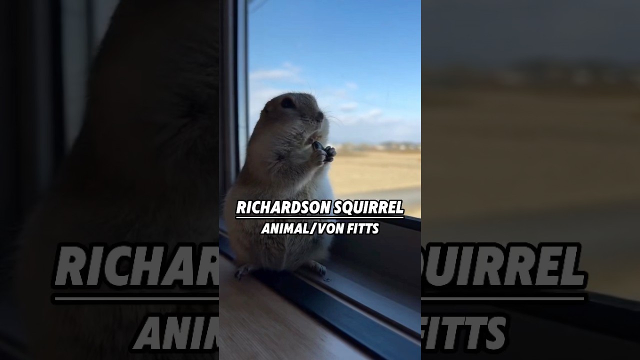 Белка Ричардсона 🐿️❤️🥰 