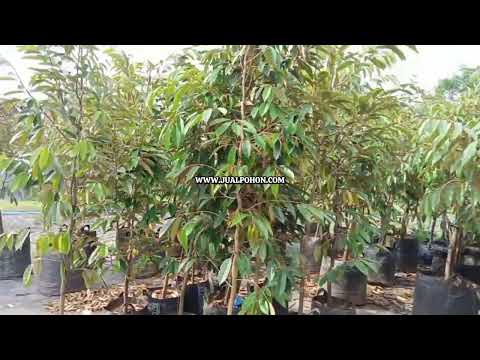 Jual Pohon Durian Duri Hitam Asli Produktif Cepat Berbuah