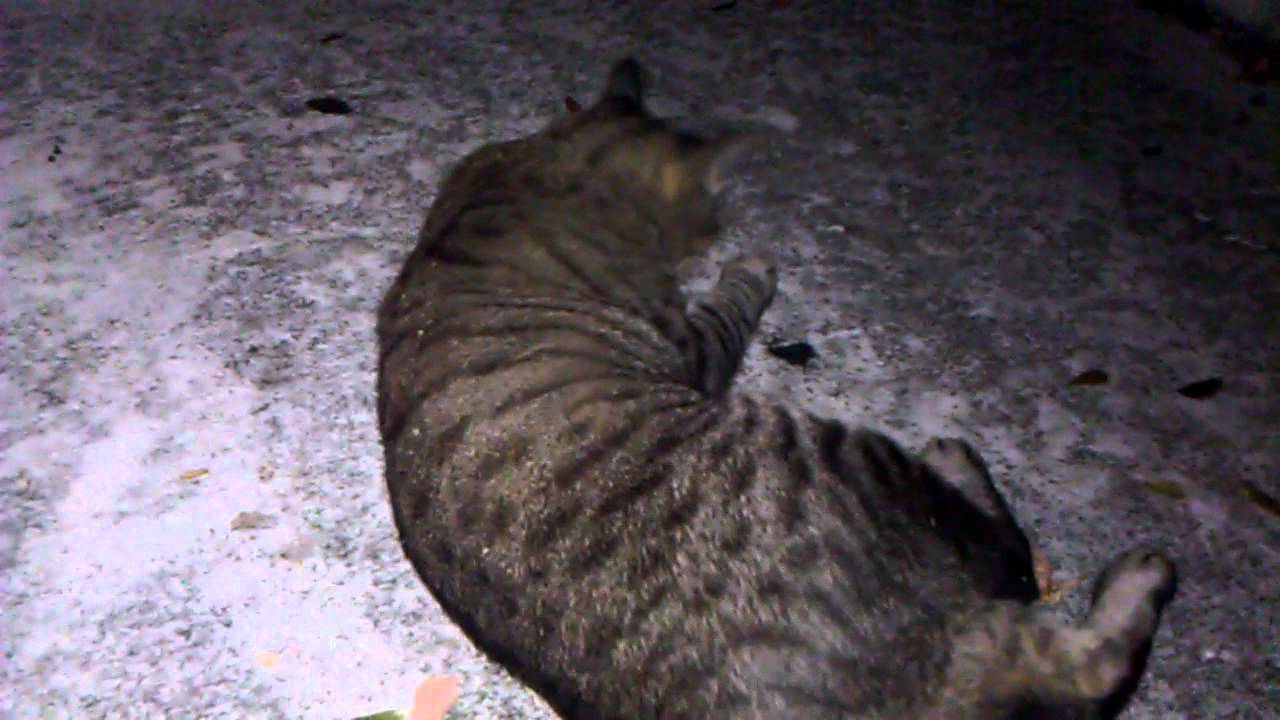 catnip oil Mr. Rogato and the effects of Catnip