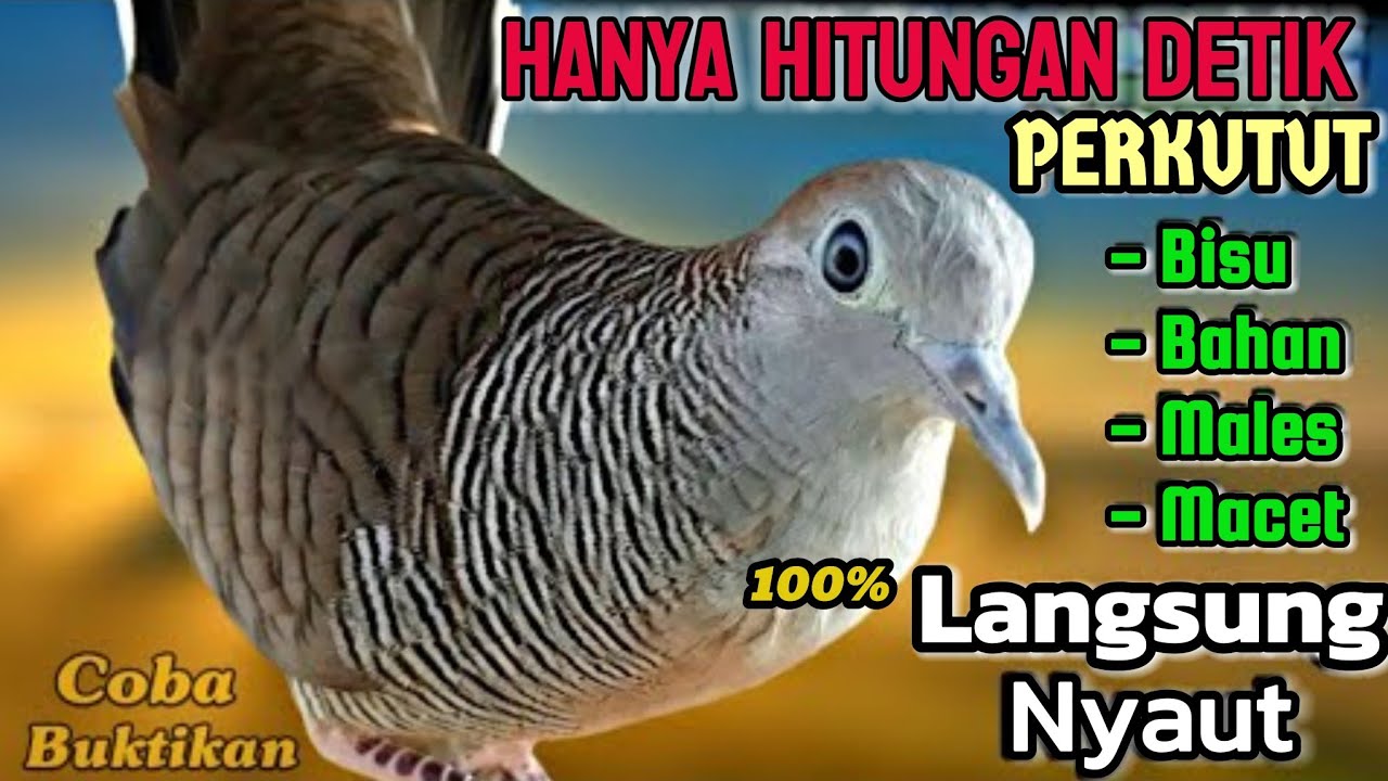 Pancingan Perkutut Gacor Hari Ini – Suara Halus Bikin Burung Cepat Bunyi 🕊️