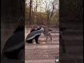 Honey Badger vs Bobcat – Fierce Predator Clash 🦡🐆🔥 #wildlife #animalbehavior #shorts