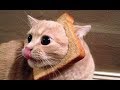 The funniest cat compilation you will be crying from laughing