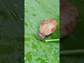 # 🌎 earth discoveries[ land snail 🐌]