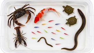 cari kepiting, udang, ikan, ikan gabus, ikan lele, ikan belut, ikan hias, kura-kura