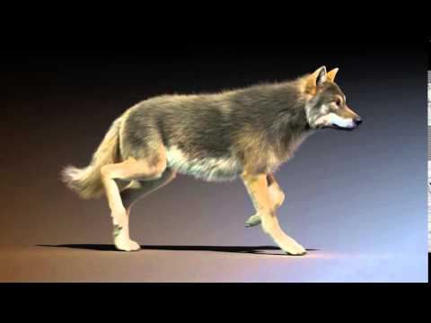 gray wolf run cycle animation