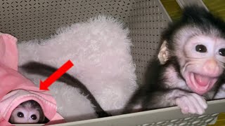 Newborn Baby Monkey Throws Tantrum When Left Alone To Make Milk