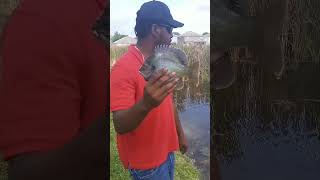 Huge Bluegill!!